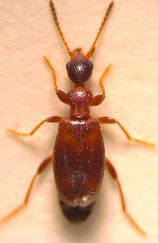 Cyclodinus humilis